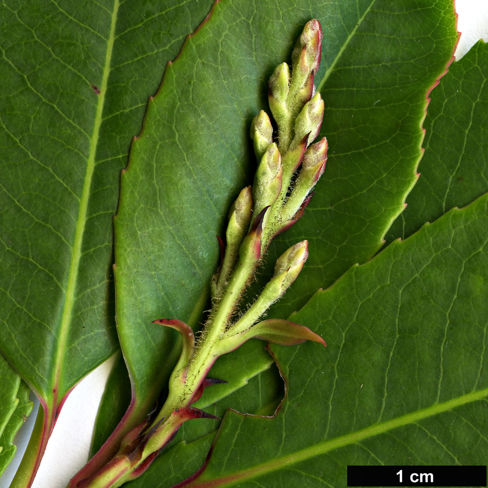 High resolution image: Family: Ericaceae - Genus: Arbutus - Taxon: ×andrachnoides (A.andrachne × A.unedo)